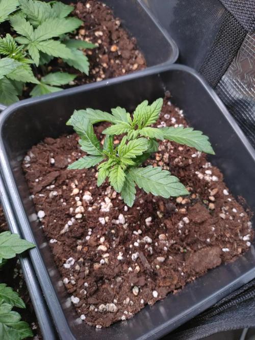 Strawberry Cheesecake Auto Barneys Farm. Week 4