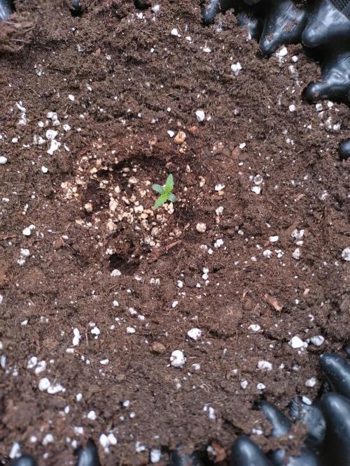 Thin Mint x Sour Pinot Auto Barneys Farm. Week 1