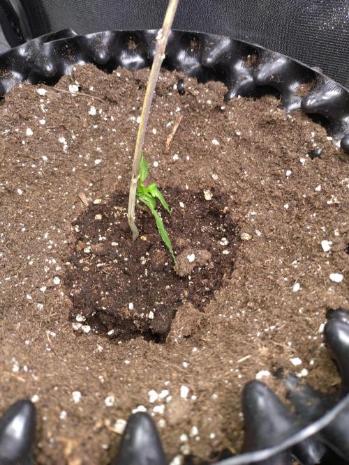 Sticky Broccoli Auto ZMA Eternity Cup'26. Week 2