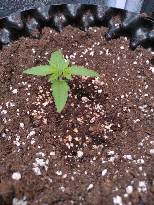 Cherry Cola RF3 Auto Fastbuds. Week 2