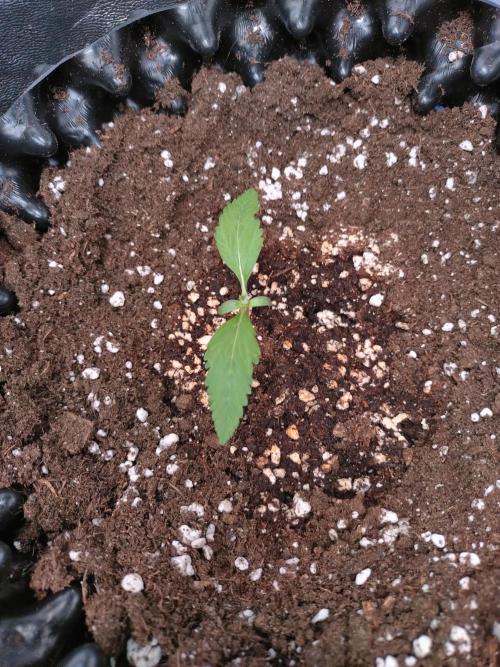 Cherry Cola RF3 Auto Fastbuds. Week 2