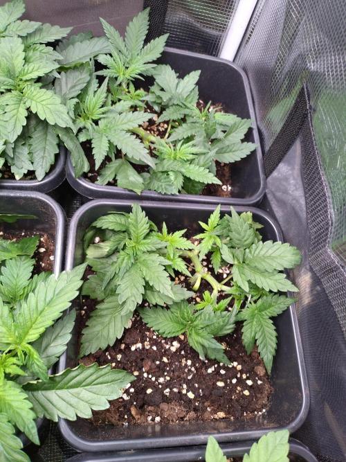 Cinderella Auto Fastbuds. Week 4