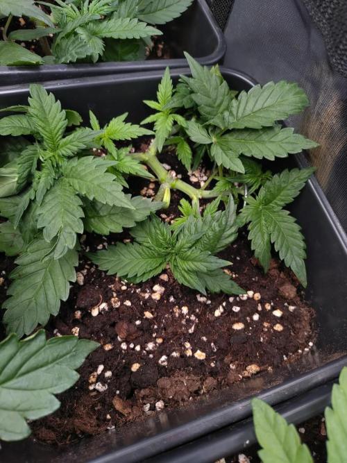 Cinderella Auto Fastbuds. Week 4