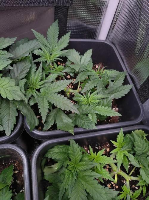 Cinderella Auto Fastbuds. Week 4