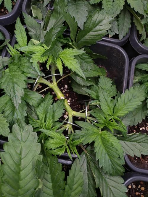 Hulkberry Auto RQS. Week 4