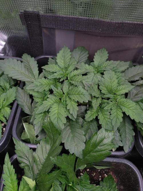 Hulkberry Auto RQS. Week 4