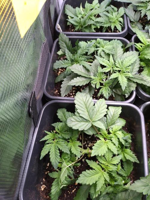 Grape Pop Rocks Auto Anesia Seeds. Week 4