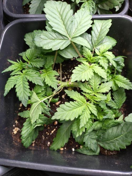 Grape Pop Rocks Auto Anesia Seeds. Week 4