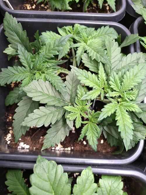 Grape Pop Rocks Auto Anesia Seeds. Week 4