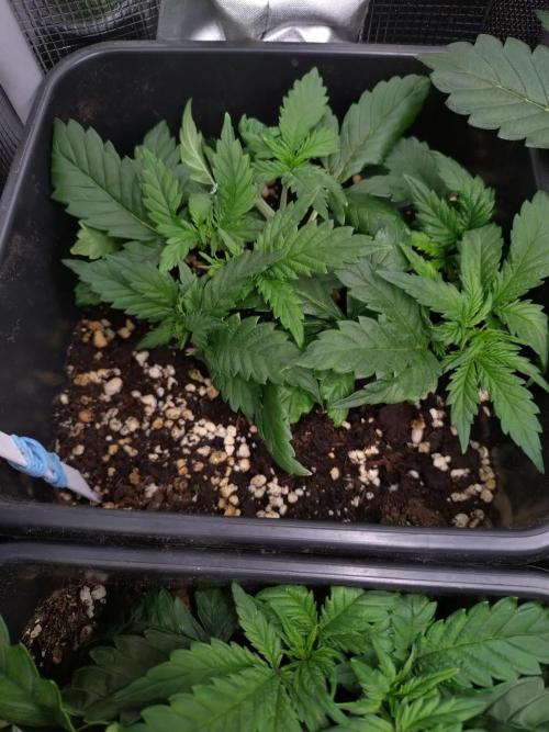 Grape Pop Rocks Auto Anesia Seeds. Week 4