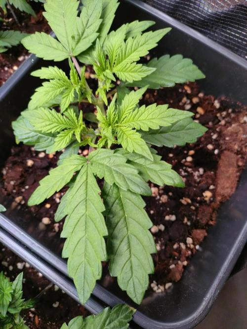 Strawberry Cheesecake Auto Barneys Farm. Week 4