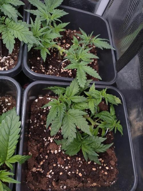 Cinderella Auto Fastbuds. Week 5