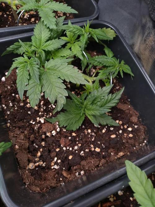 Cinderella Auto Fastbuds. Week 5