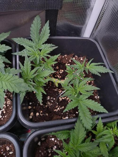 Cinderella Auto Fastbuds. Week 5