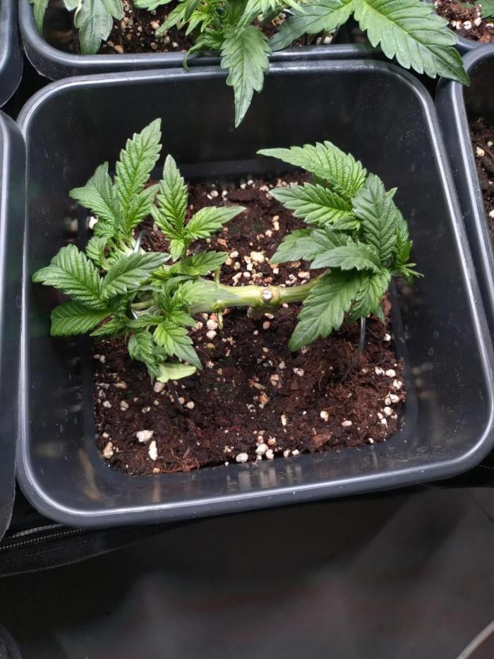 Purple Lemonade Auto RQS. Week 5