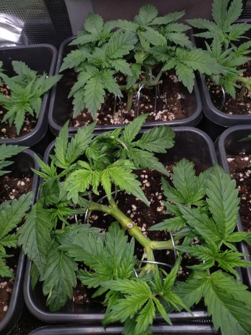 Hulkberry Auto RQS. Week 5