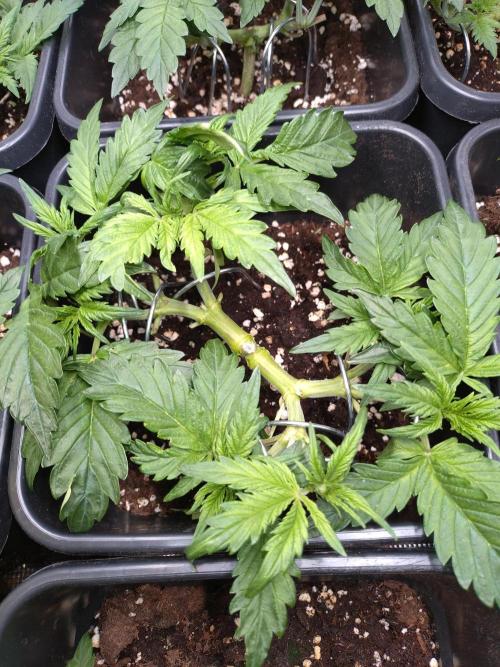 Hulkberry Auto RQS. Week 5