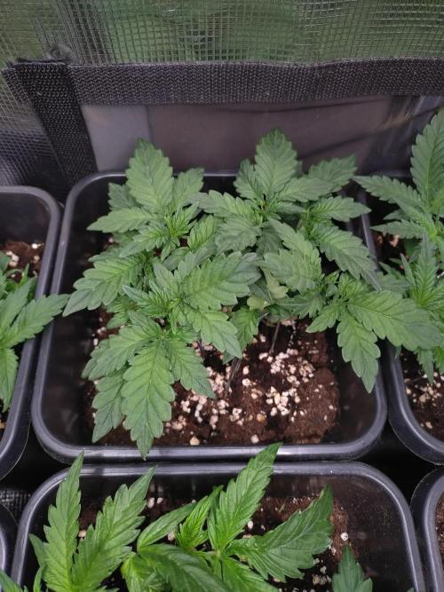 Hulkberry Auto RQS. Week 5