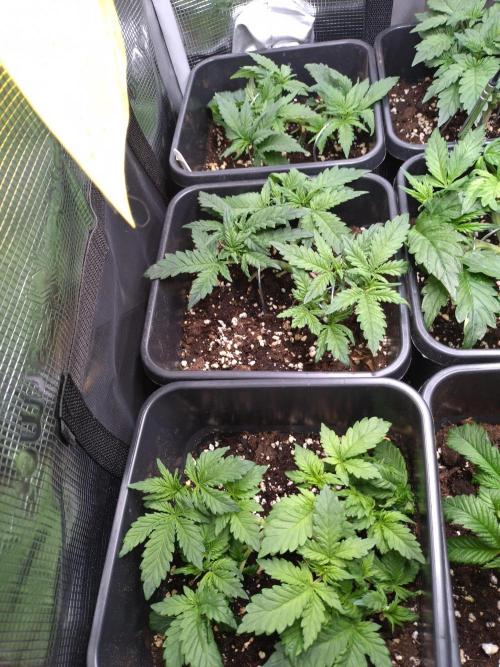 Grape Pop Rocks Auto Anesia Seeds. Week 5