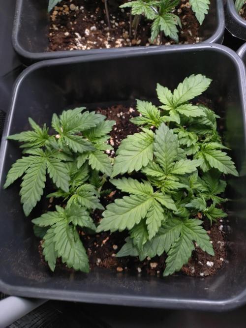 Grape Pop Rocks Auto Anesia Seeds. Week 5