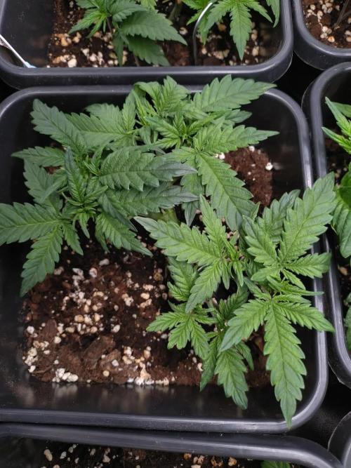 Grape Pop Rocks Auto Anesia Seeds. Week 5