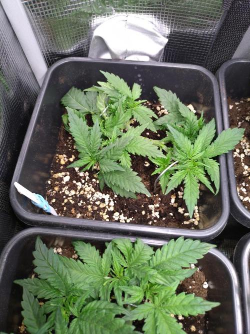 Grape Pop Rocks Auto Anesia Seeds. Week 5