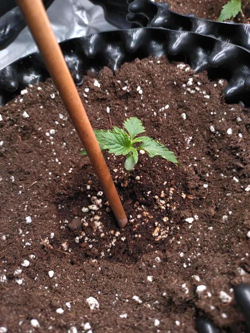 Purplematic CBD Royal Queen Seeds. Week 2