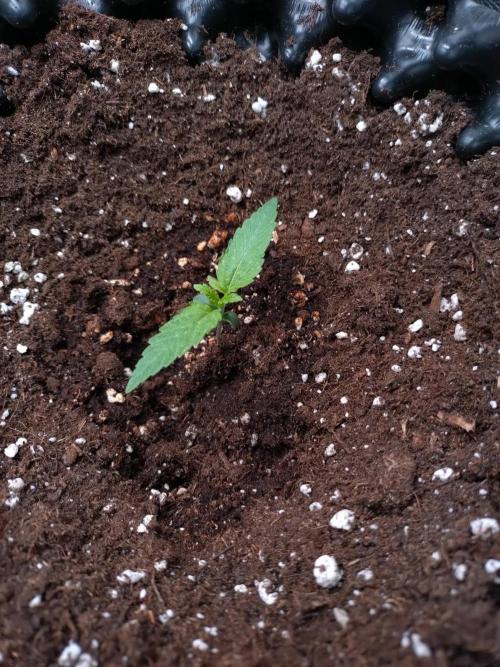 Thin Mint x Sour Pinot Auto Barneys Farm. Week 1