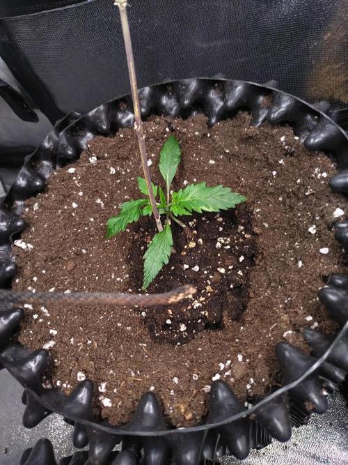 Sticky Broccoli Auto ZMA Eternity Cup'26. Week 2