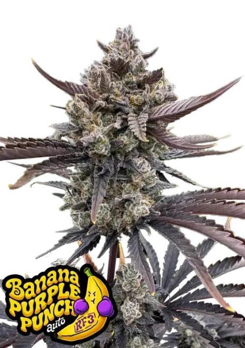 RF3 Auto Mixpack Fastbuds. Week 0