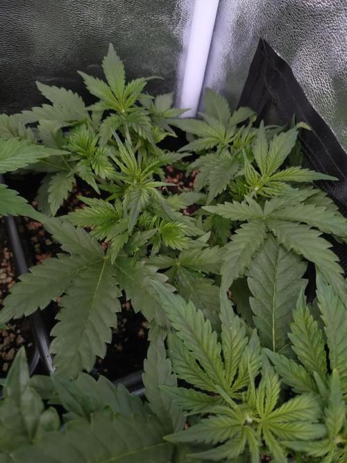 Grape Pop Rocks Auto Anesia Seeds. Week 5