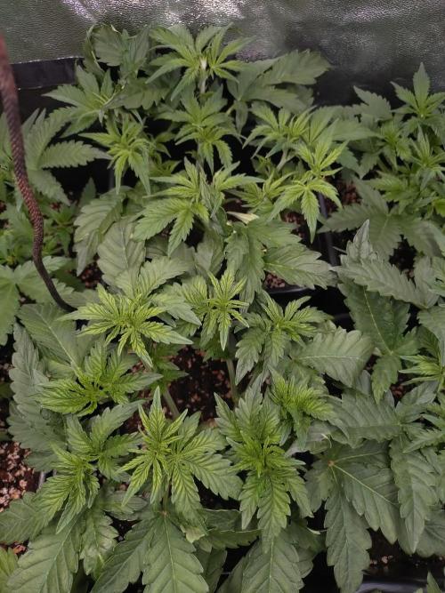 Hulkberry Auto RQS. Week 5