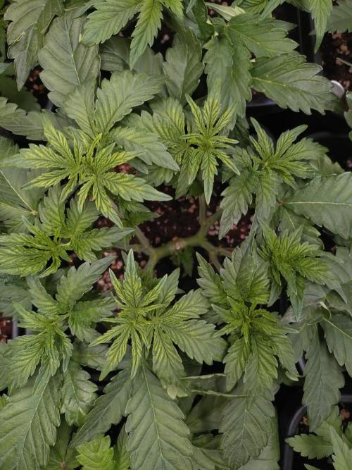 Hulkberry Auto RQS. Week 5