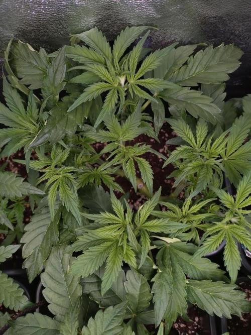 Hulkberry Auto RQS. Week 5