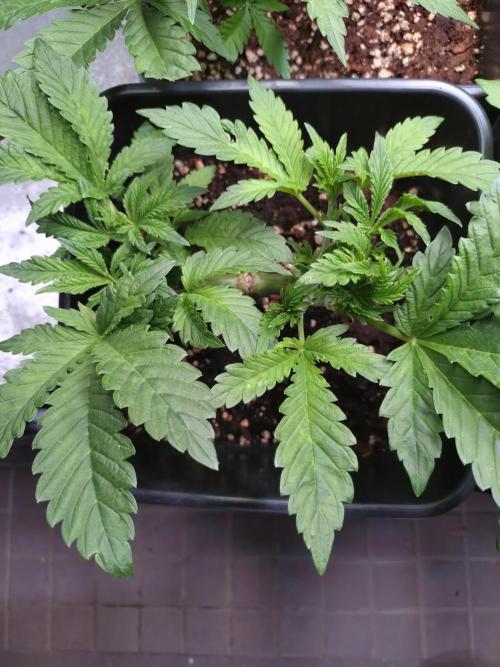 Purple Lemonade Auto RQS. Week 5