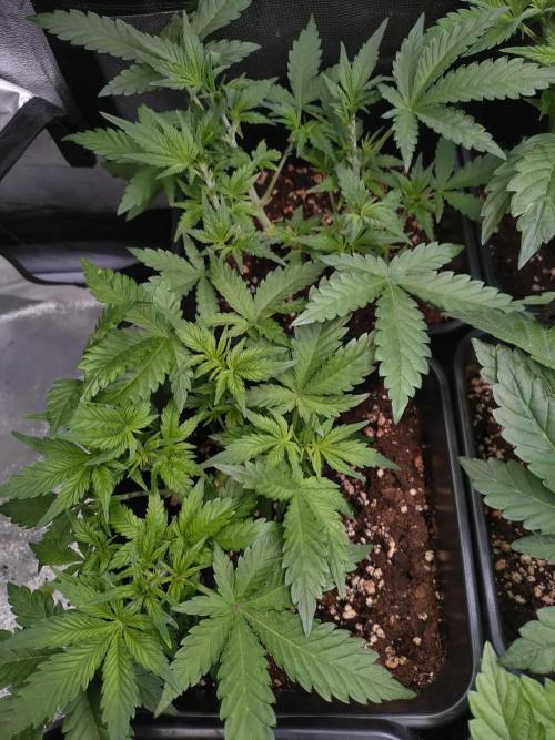 Cinderella Auto Fastbuds. Week 5