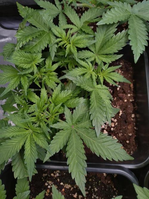 Cinderella Auto Fastbuds. Week 5