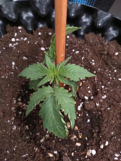 Purplematic CBD Royal Queen Seeds. Week 2