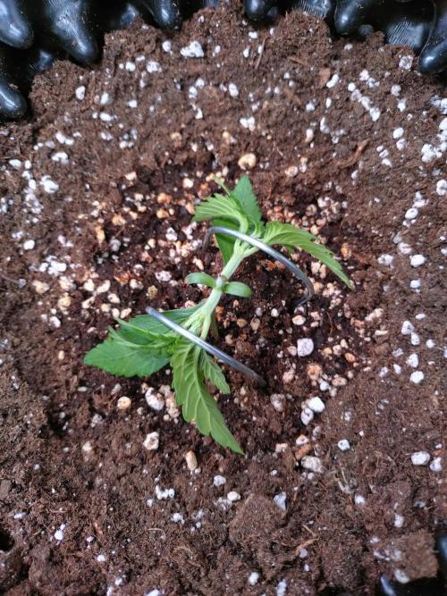 Cherry Cola RF3 Auto Fastbuds. Week 2