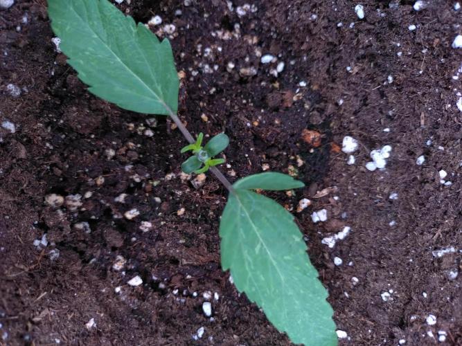 Thin Mint x Sour Pinot Auto Barneys Farm. Week 2