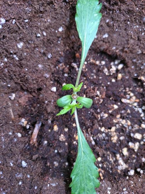 Sticky Broccoli Auto ZMA Eternity Cup'26. Week 2