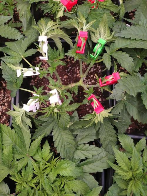 Hulkberry Auto RQS. Week 5