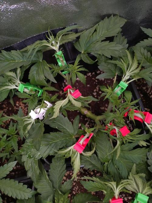 Hulkberry Auto RQS. Week 5