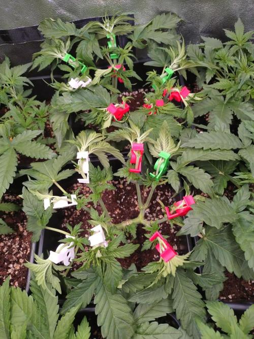 Hulkberry Auto RQS. Week 5