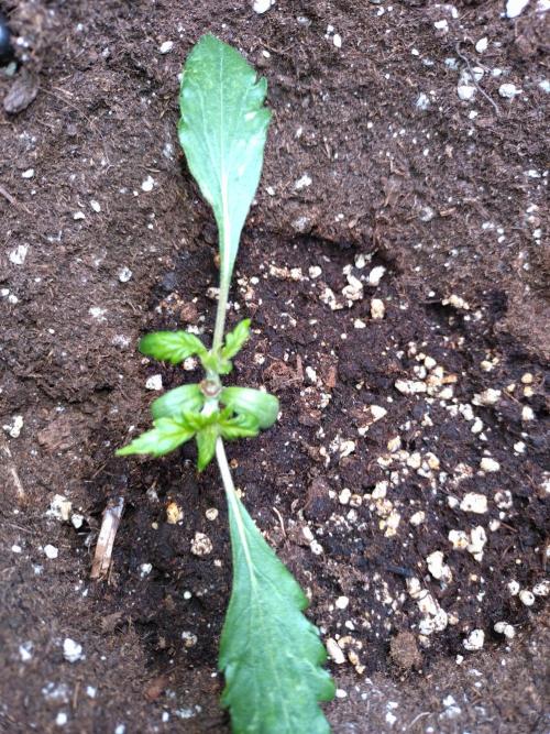 Sticky Broccoli Auto ZMA Eternity Cup'26. Week 3