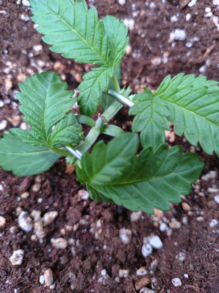 Cherry Cola RF3 Auto Fastbuds. Week 3