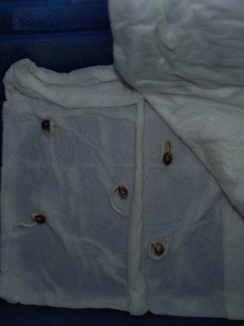 RF3 Auto Mixpack Fastbuds. Week 0