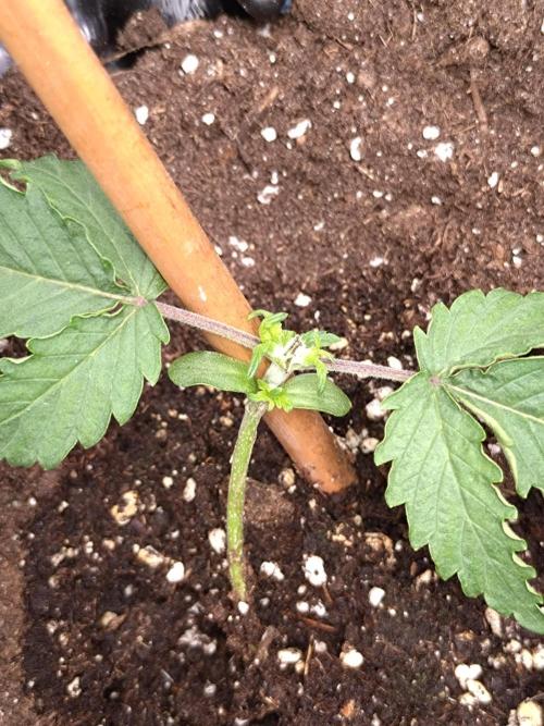 Purplematic CBD Royal Queen Seeds. Week 2