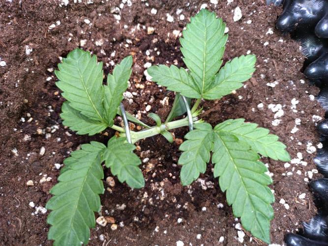 Cherry Cola RF3 Auto Fastbuds. Week 3