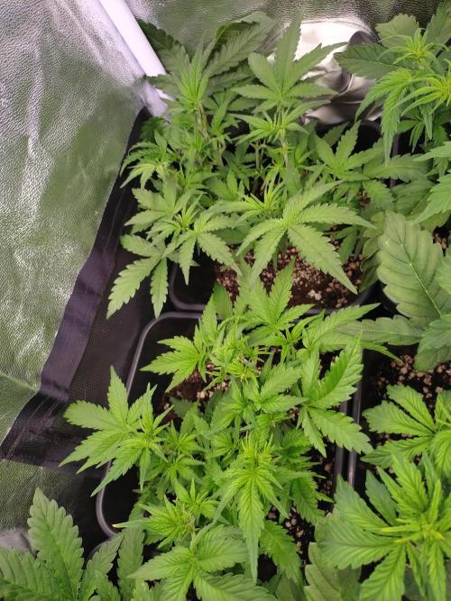 Cinderella Auto Fastbuds. Week 6